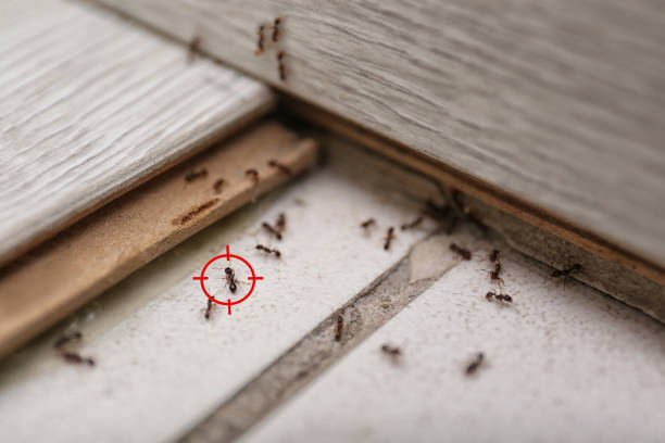 Best Ant Control Services  in Boonville, MO
