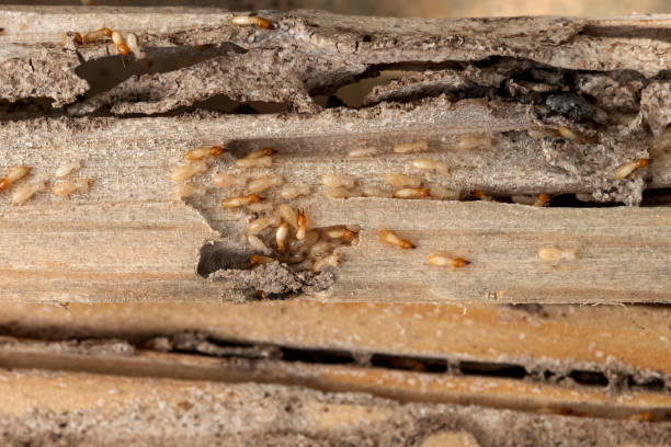 Best Flea Control Services  in Boonville, MO